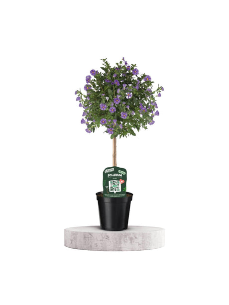 Livraison plante Solanum Rantoineti violet