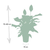 Livraison plante Spathiphyllum