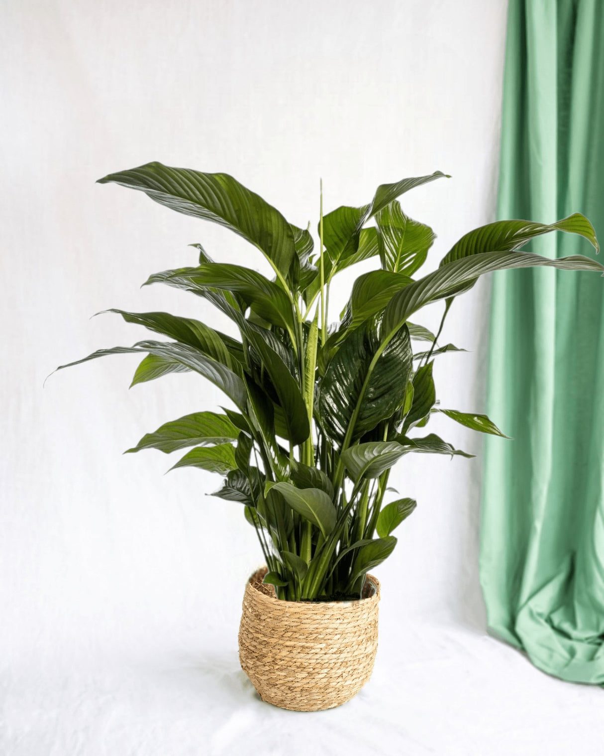 Livraison plante Spathiphyllum Blanc