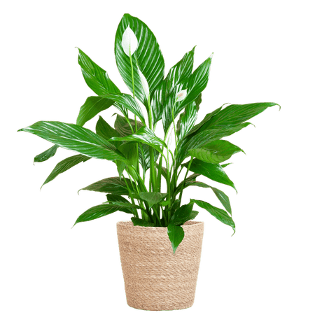 Livraison plante Spathiphyllum et son pot