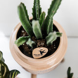 Livraison plante Stapelia - Plante verte d'intérieur - Pot élégant inclus