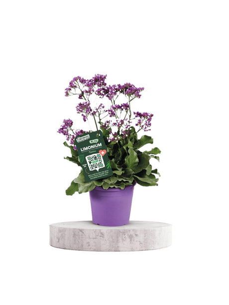 Livraison plante Statice limonium