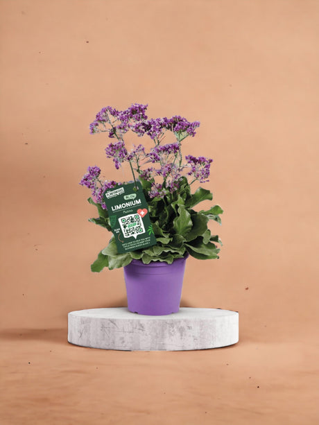 Livraison plante Statice limonium