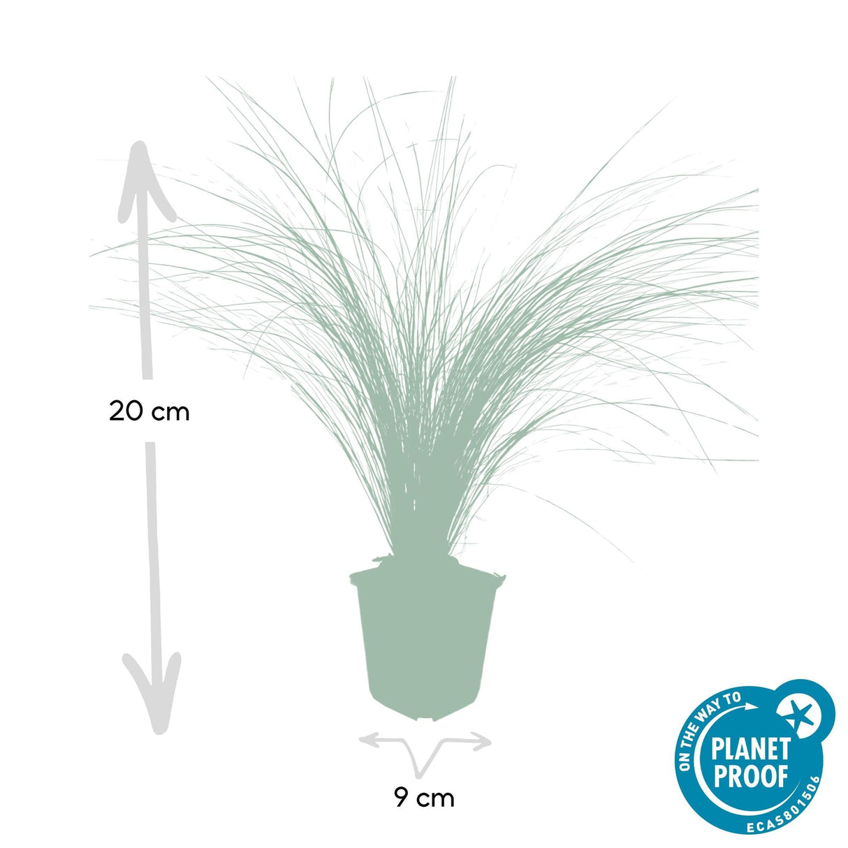 Livraison plante Stipa tenuissima Ponytails