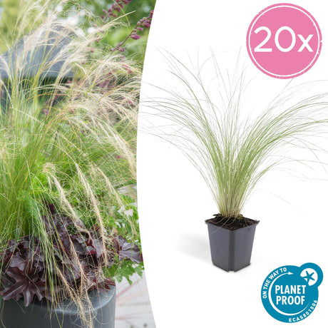 Livraison plante Stipa tenuissima Ponytails