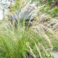 Stipa Cabelos de Anjo (Stipa tenuissima) 'Ponytails'
