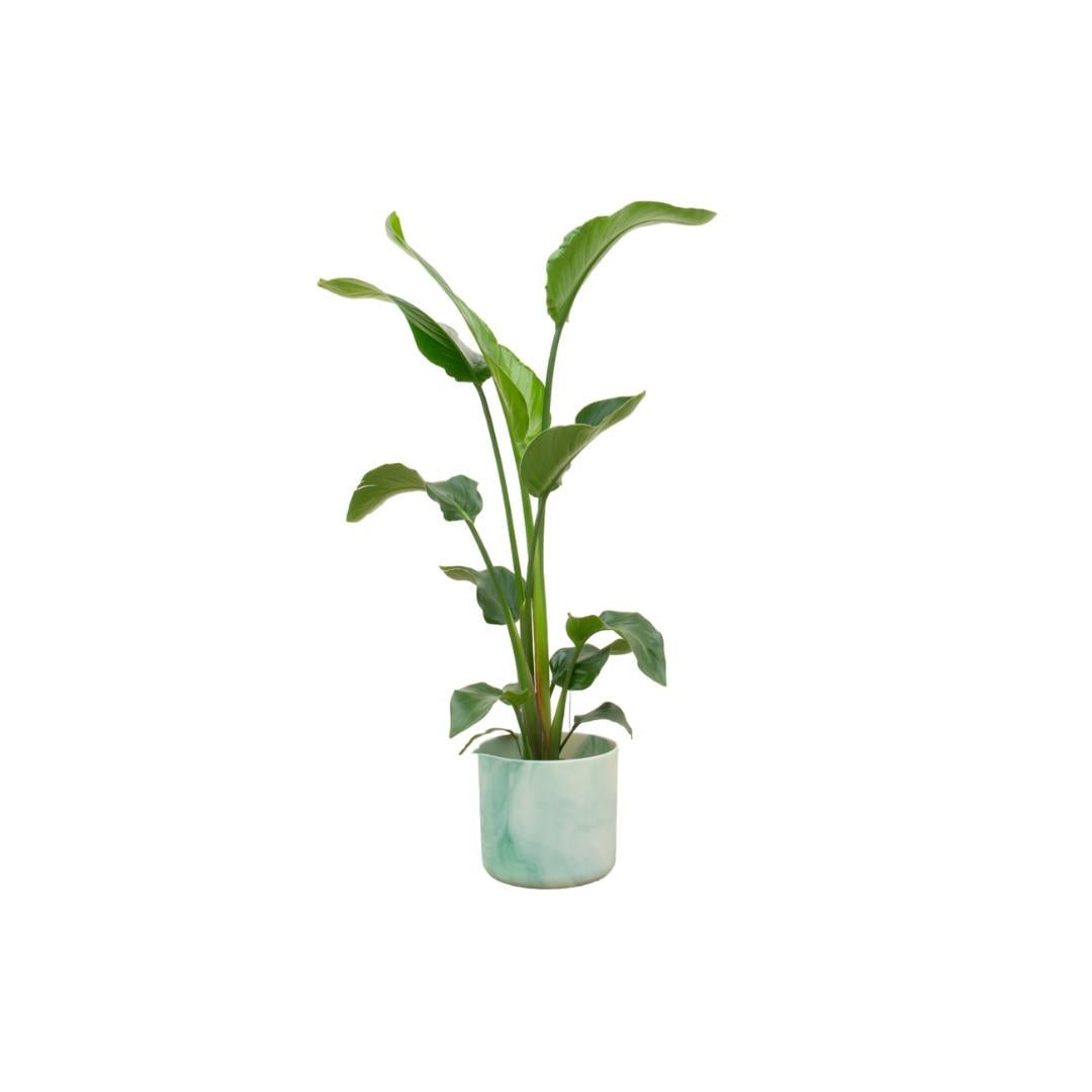 Livraison plante Strelitzia Nicolai 100cm et son pot