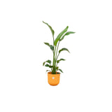 Livraison plante Strelitzia Nicolai 120 cm et son pot