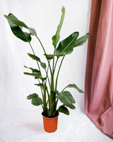 Livraison plante Strelitzia Nicolai