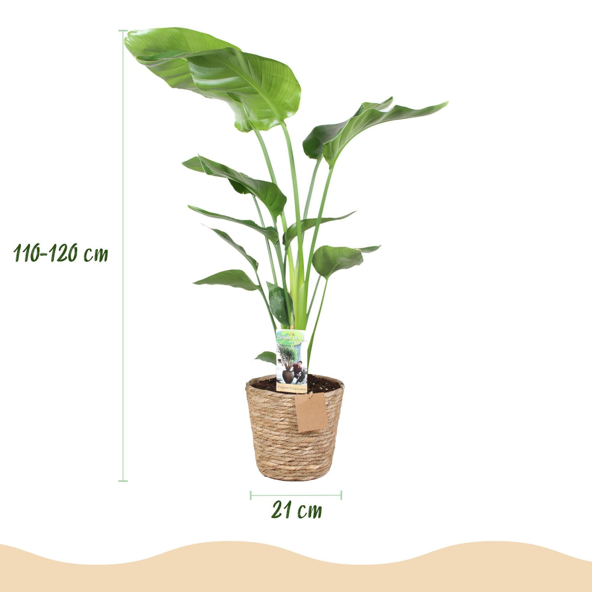 Livraison plante Strelitzia nicolai et panier H115cm