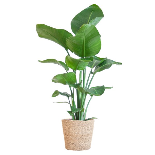 Livraison plante Strelitzia Nicolai et son pot