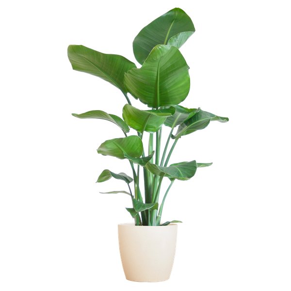 Livraison plante Strelitzia Nicolai et son pot