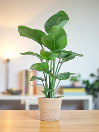 Strelitzia Nicolai e seu pote