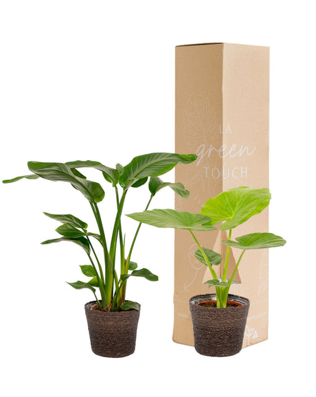 Livraison plante Strelitzia Nicolai - Lot de 2 plantes - Coffret cadeau