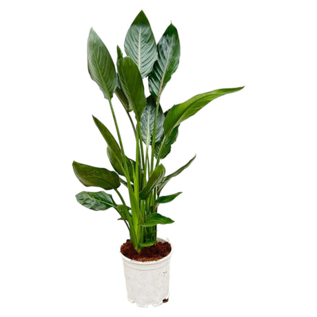 Livraison plante Strelitzia Reginae