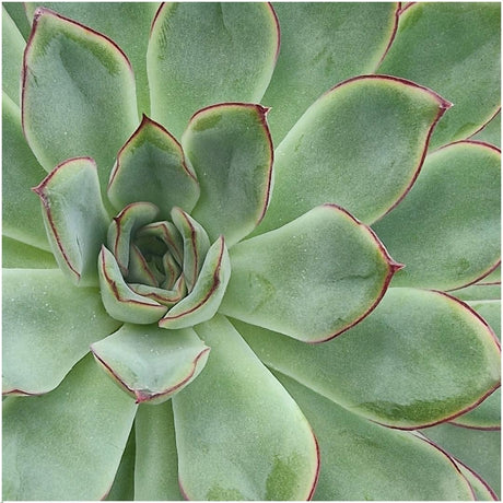 Livraison plante Succulente Echeveria Pulidonis Sans Racines en Bol Taupe