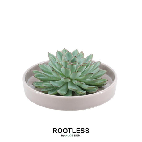 Livraison plante Succulente Echeveria Pulidonis Sans Racines en Bol Taupe