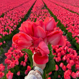 Livraison plante Super Tulip Mix - 100 Bulbes de Tulipes