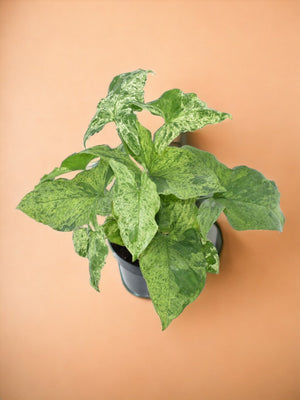Syngonium mosqueado