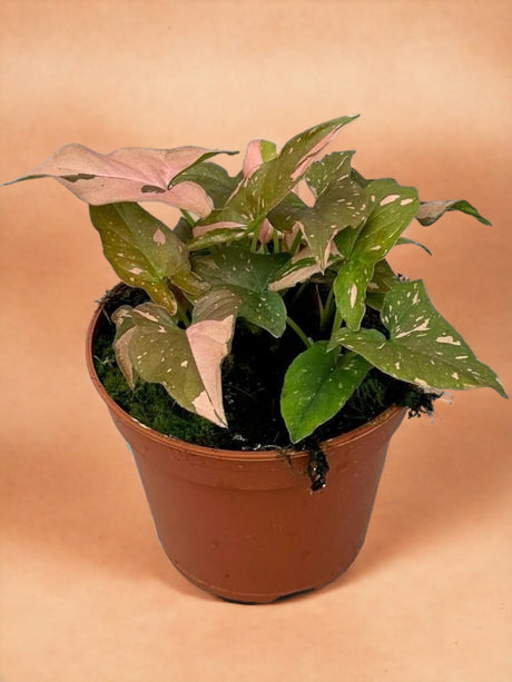 Livraison plante Syngonium Red Spot