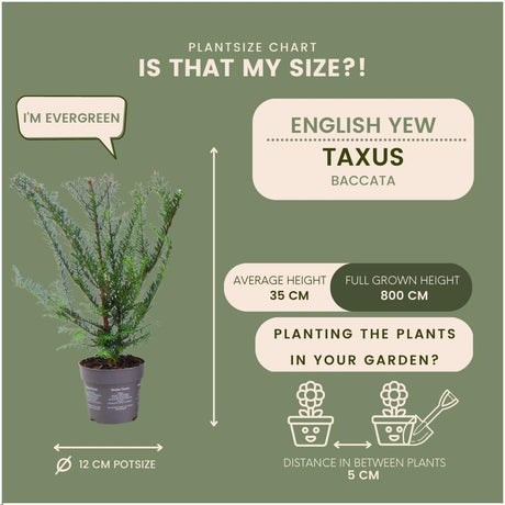 Livraison plante Taxus baccata - Lot de 6