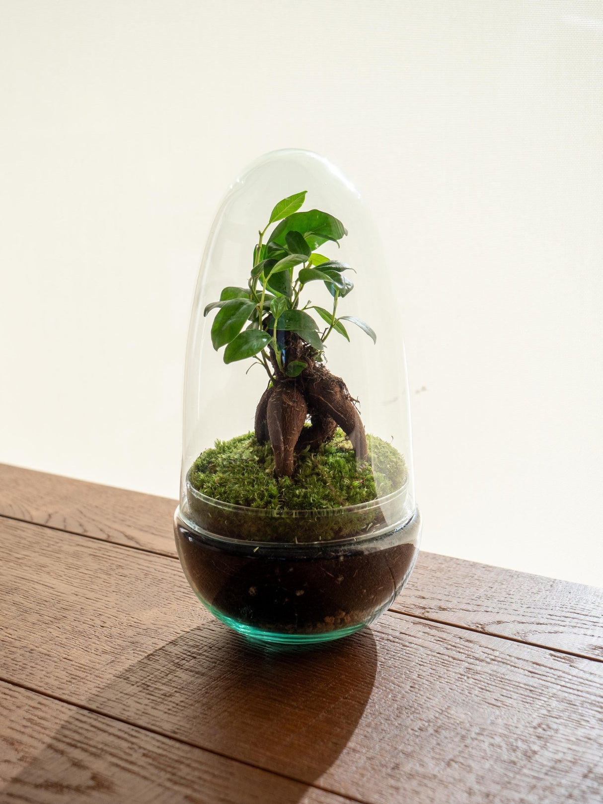 Livraison plante Terrarium - Acapulco Gins