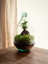 Livraison plante Terrarium - Aura