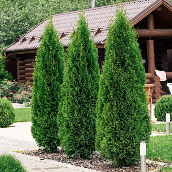 Livraison plante Thuja occidentalis Smaragd – Lot de 6 – Hauteur 60 cm