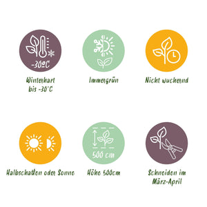 Livraison plante Thuja occidentalis Smaragd - Lot de 8 - Hauteur 30 - 35 cm