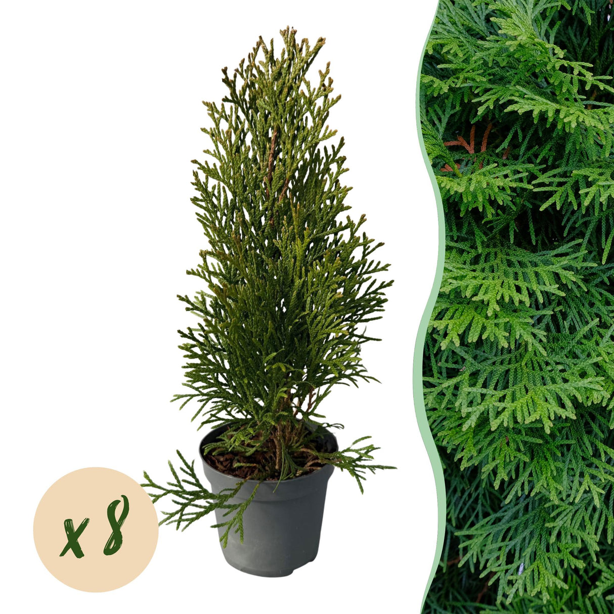 Livraison plante Thuja occidentalis Smaragd - Lot de 8 - Hauteur 30 - 35 cm