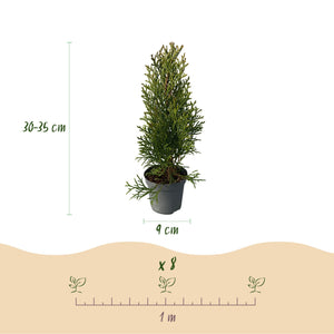 Livraison plante Thuja occidentalis Smaragd - Lot de 8 - Hauteur 30 - 35 cm