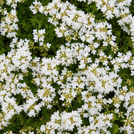 Livraison plante Thym blanc