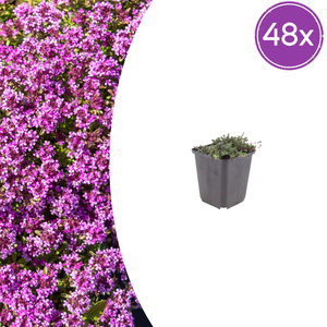 Livraison plante Thym coccineus