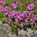 Tomilho Rasteiro (Thymus praecox) 'Coccineus'