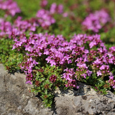 Tomilho Rasteiro (Thymus praecox) 'Coccineus'
