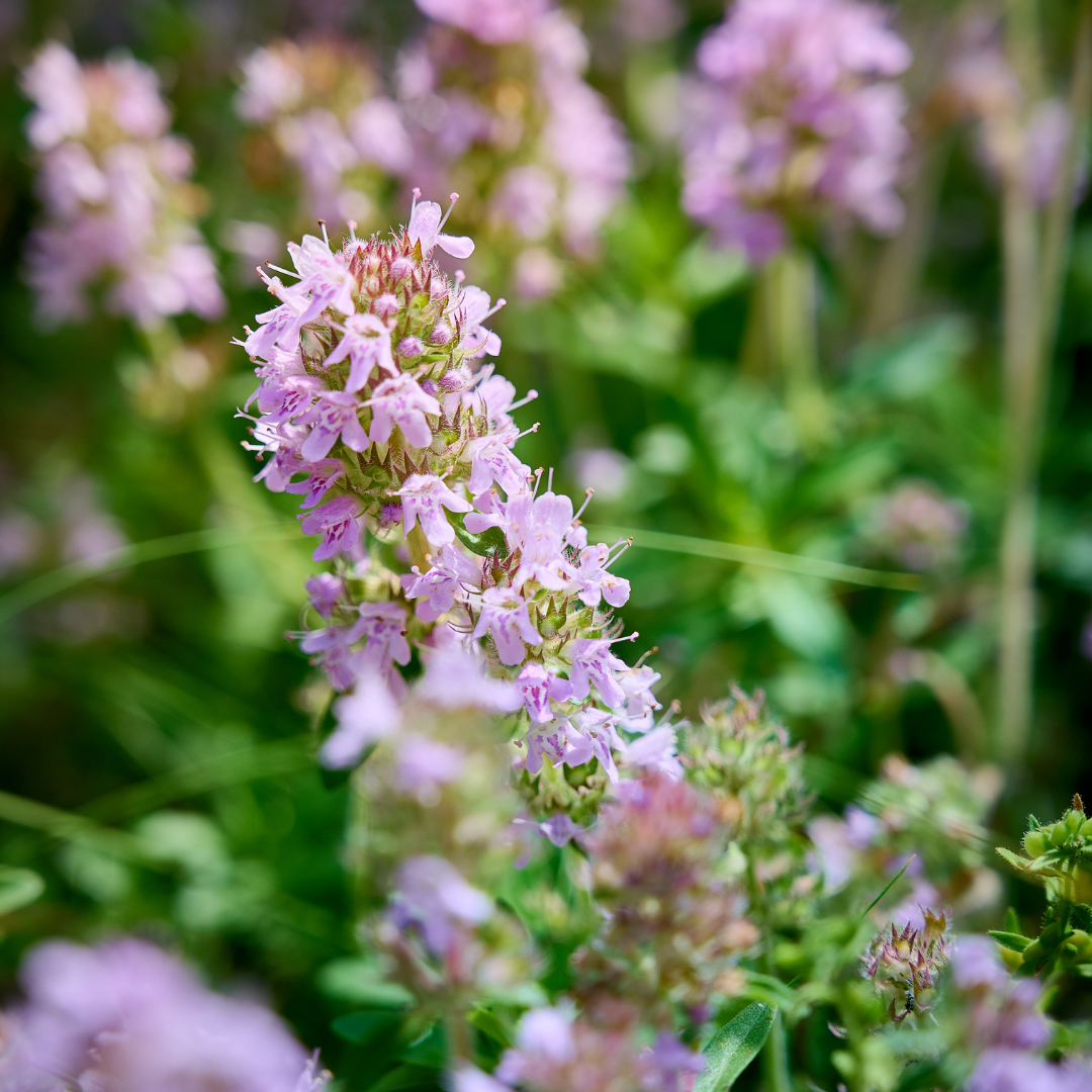 Livraison plante Thyms vulgaris