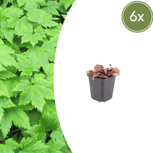 Livraison plante Tiarelle cordifolia