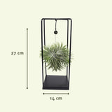 Livraison plante Tillandsia et son support en cube