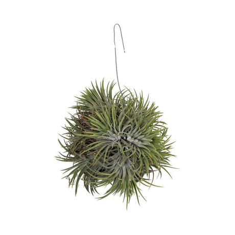 Livraison plante Tillandsia Ionantha Abdita