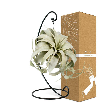 Livraison plante Tillandsia King Xero