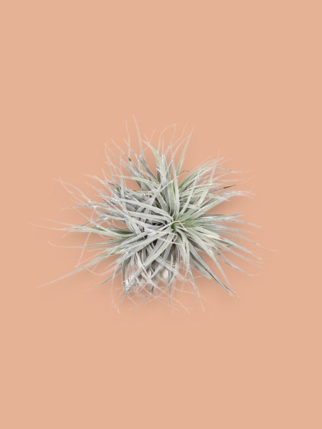 Livraison plante Tillandsia - L'excentrique