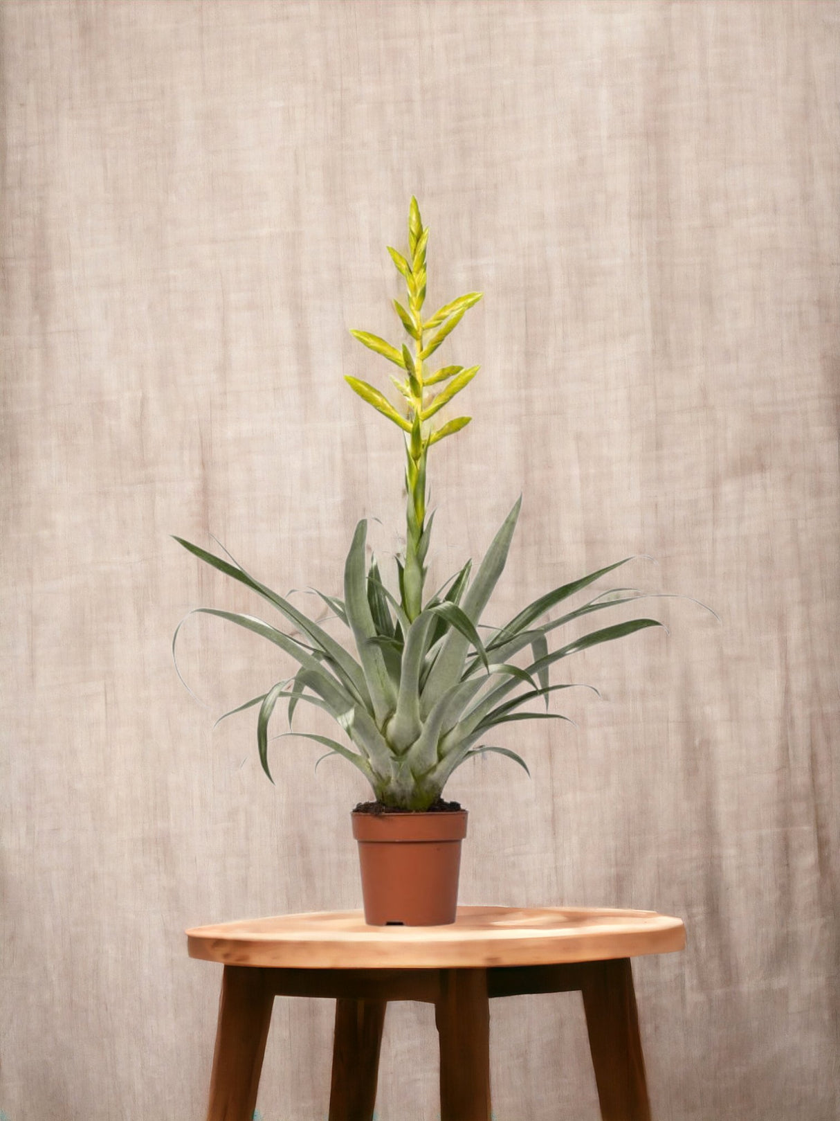 Livraison plante Tillandsia Oerstediana