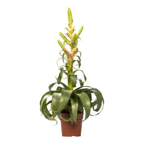 Livraison plante Tillandsia Samantha