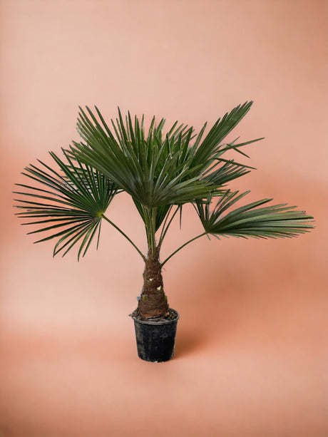 Livraison plante Trachycarpus palmier