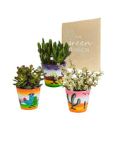 Livraison plante Trio de Crassula et leurs caches - pots h18cm