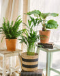 Livraison plante Trio de plantes - PURIFIANT & PETS FRIENDLY