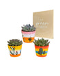 Livraison plante Trio d'Echeveria et leurs caches - pots h15cm