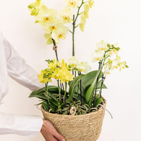 Livraison plante Trio d'Orchidées jaunes et Rhipsalis dans un panier en roseau avec réservoir d'eau