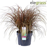 Livraison plante Uncinia rubra 'Everflame'