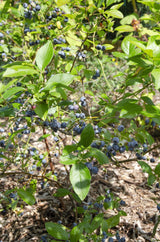 Livraison plante Vaccinium corymbosum 'Brigitta Blue'